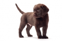Picture of chocolate Labrador Retriever puppy, looking away