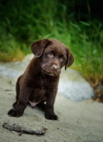 Picture of Chocolate Labrador Retriever puppy sitting on the beach