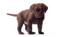 Picture of chocolate Labrador Retriever puppy
