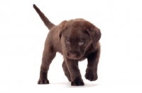 Picture of chocolate Labrador Retriever puppy walking in studio