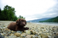 Picture of Chocolate Labrador Retriever puppy lying in the beach. 