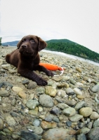 Picture of Chocolate Labrador Retriever puppy lying on the beach.