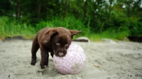 Picture of Chocolate Labrador Retriever puppy playing with a ball.