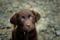 Picture of Chocolate Labrador Retriever puppy head shot looking up