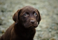 Picture of Chocolate Labrador Retriever puppy head shot looking up