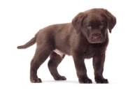 Picture of chocolate Labrador Retriever puppy in studio