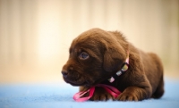 Picture of chocolate Labrador Retriever puppy