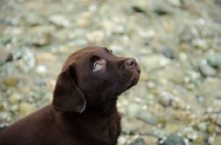 Picture of Chocolate Labrador Retriever puppy head shot looking up