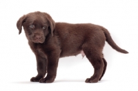 Picture of chocolate Labrador Retriever puppy, standing on white background