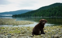 Picture of Chocolate Labrador Retriever puppy sitting posing for a picture.