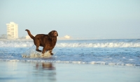 Picture of chocolate Labrador Retriever running through sea
