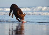Picture of chocolate Labrador Retriever retrieving ball from sea