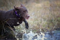 Picture of chocolate Labrador retriever running in the water