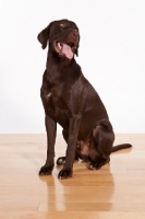 Picture of chocolate labrador retriever sitting down