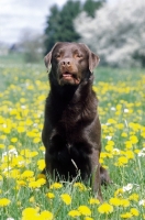 Picture of Chocolate Labrador Retriever sitting in flowery field