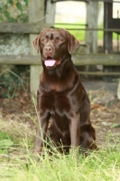 Picture of Chocolate Labrador Retriever sitting down