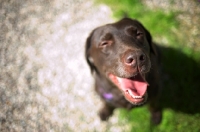 Picture of chocolate labrador retriever smiling at at the camera