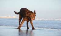 Picture of chocolate Labrador Retriever shaking