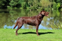 Picture of chocolate Labrador Retriever side view