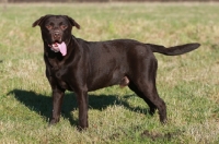 Picture of Chocolate Labrador Retriever, side view