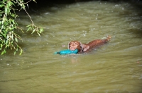 Picture of chocolate Labrador Retriever swimming with dummy