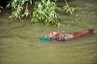 Picture of chocolate Labrador Retriever swimming with dummy
