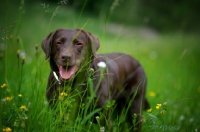 Picture of chocolate labrador retriever standing in the tall grass