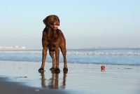 Picture of chocolate Labrador Retriever standing on beach