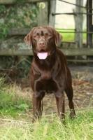 Picture of Chocolate Labrador Retriever standing