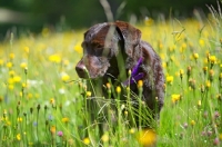 Picture of chocolate labrador retriever standing in a filled full of flowers