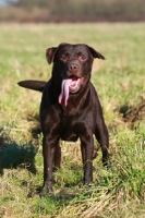 Picture of Chocolate Labrador Retriever, tongue out