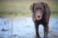 Picture of chocolate Labrador Retriever walking in a puddle