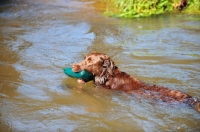 Picture of chocolate Labrador Retriever with dummy