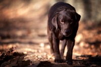 Picture of Chocolate labrador retriever walking on fallen leaves in the woods