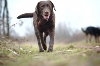 Picture of chocolate Labrador retriever walking on a path, low angle picture