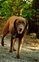 Picture of chocolate Labrador Retriever walking towards camera