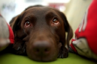 Picture of chocolate labrador retriever with a sad look