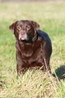 Picture of Chocolate Labrador Retriever