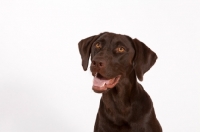 Picture of chocolate labrador retriever