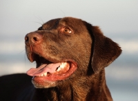 Picture of chocolate Labrador Retriever