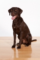 Picture of chocolate labrador retriever