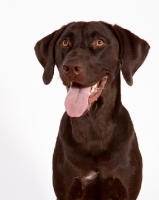 Picture of chocolate labrador retriever