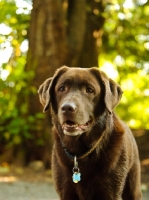 Picture of chocolate Labrador Retriever