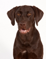 Picture of chocolate labrador retriever