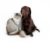 Picture of Chocolate Labrador sitting next to cat