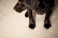 Picture of Chocolate Labrador sitting on carpet