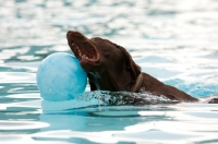 Picture of chocolate labrador swimming with ball