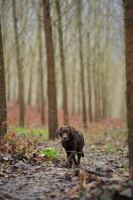 Picture of chocolate labrador walking in a wood in winter