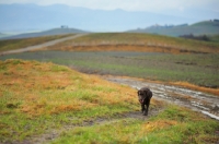 Picture of chocolate labrador walking up an hill