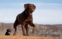 Picture of chocolate Labrador walking